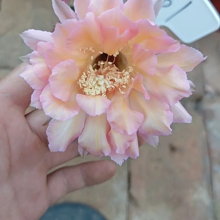 161号实生彩草，球小瑕疵一物一拍，脱土摘花发货，满20包邮