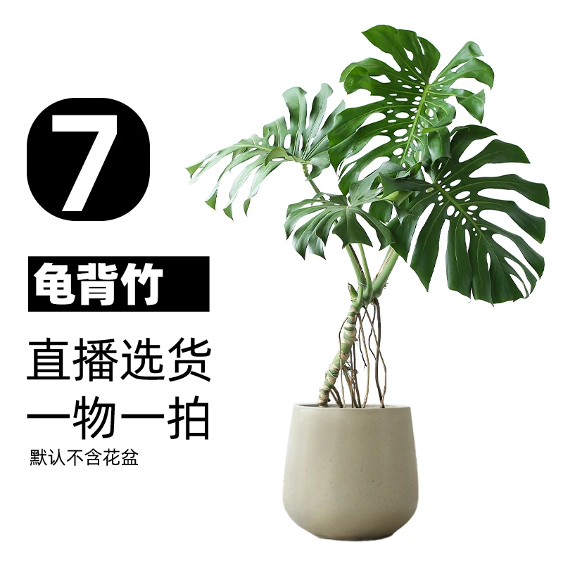 【7号】老桩龟背一物一拍