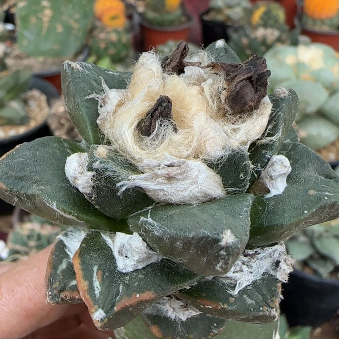 无花朵短粗大尤龙角527