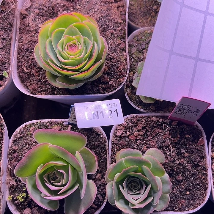 露妮121大帕+黄金3颗 上播福利