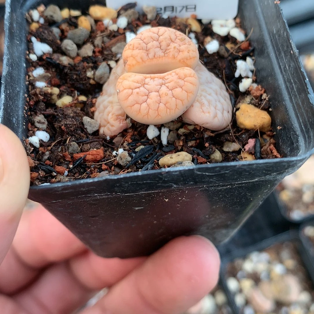 W212的人肉的人多肉植物