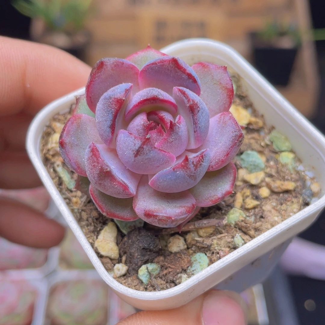 黑橙梦露多肉9.9包邮发货