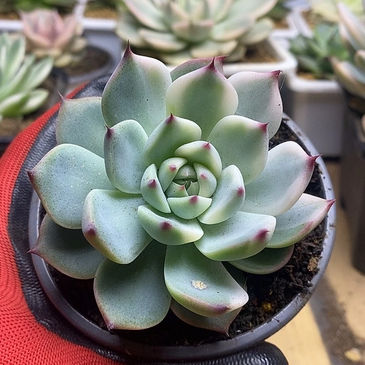 17吉娃娃锦锦锦锦