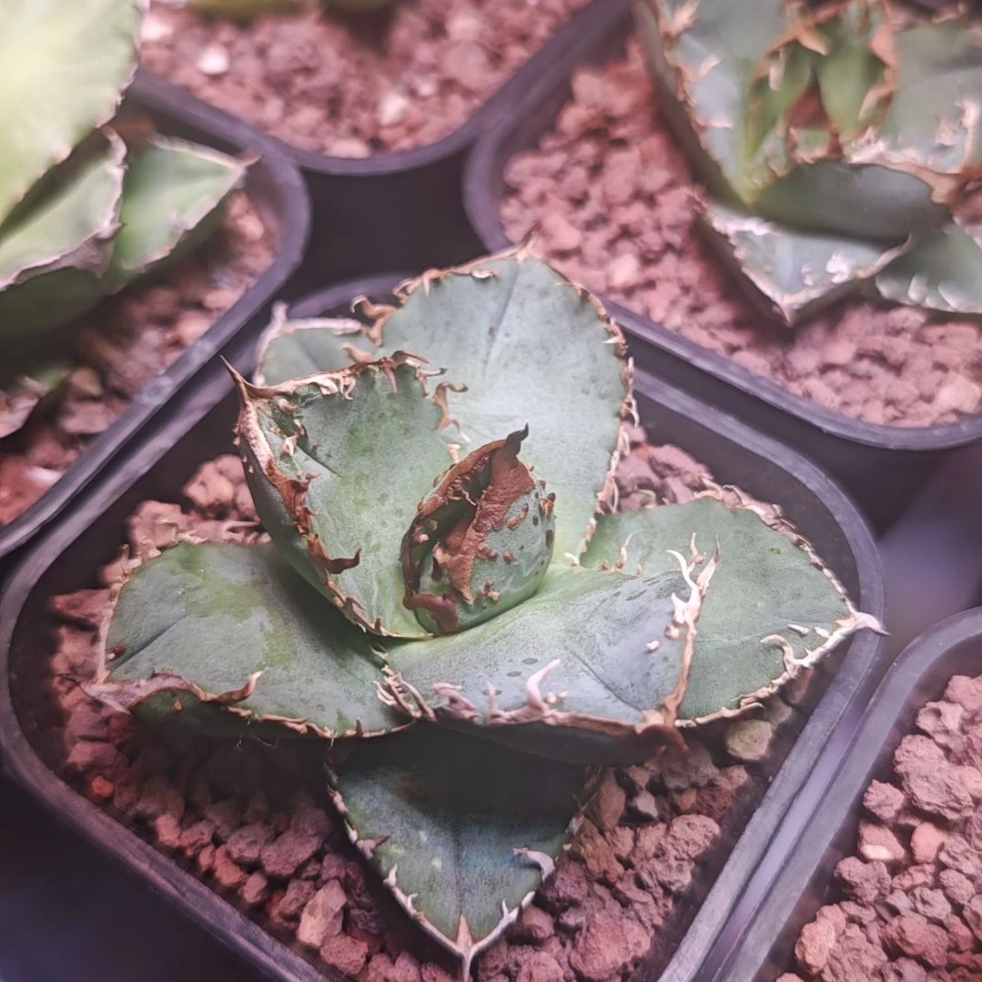 油猪仁王冠龙舌兰