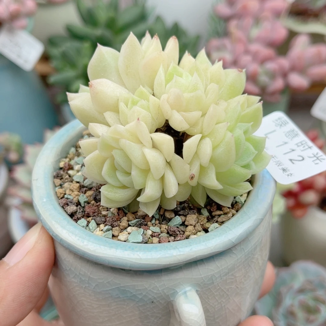 112 麦秆群 带陶瓷盆发货 一物一拍