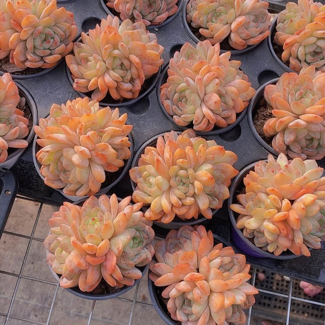 0124-全明星大三头母本一颗 量拍