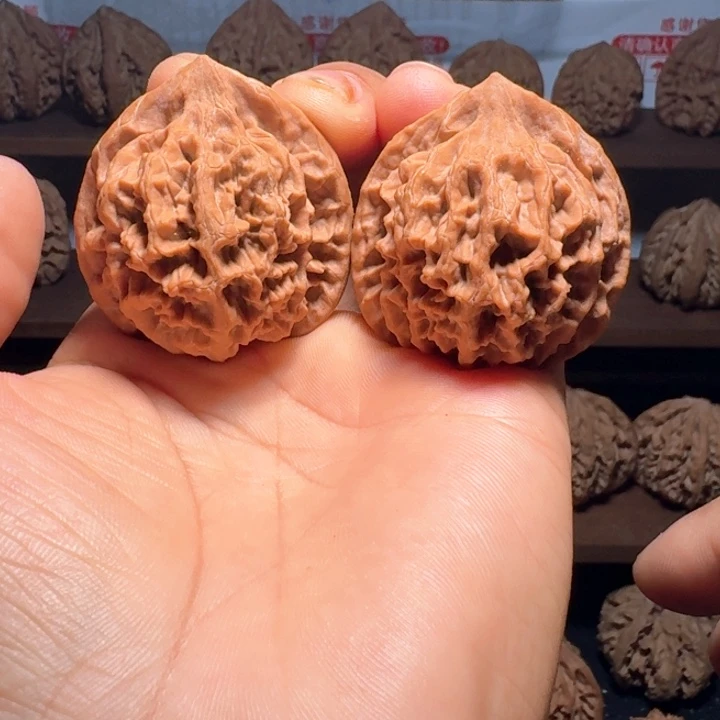 枞***慢秦岭野生帝王官帽