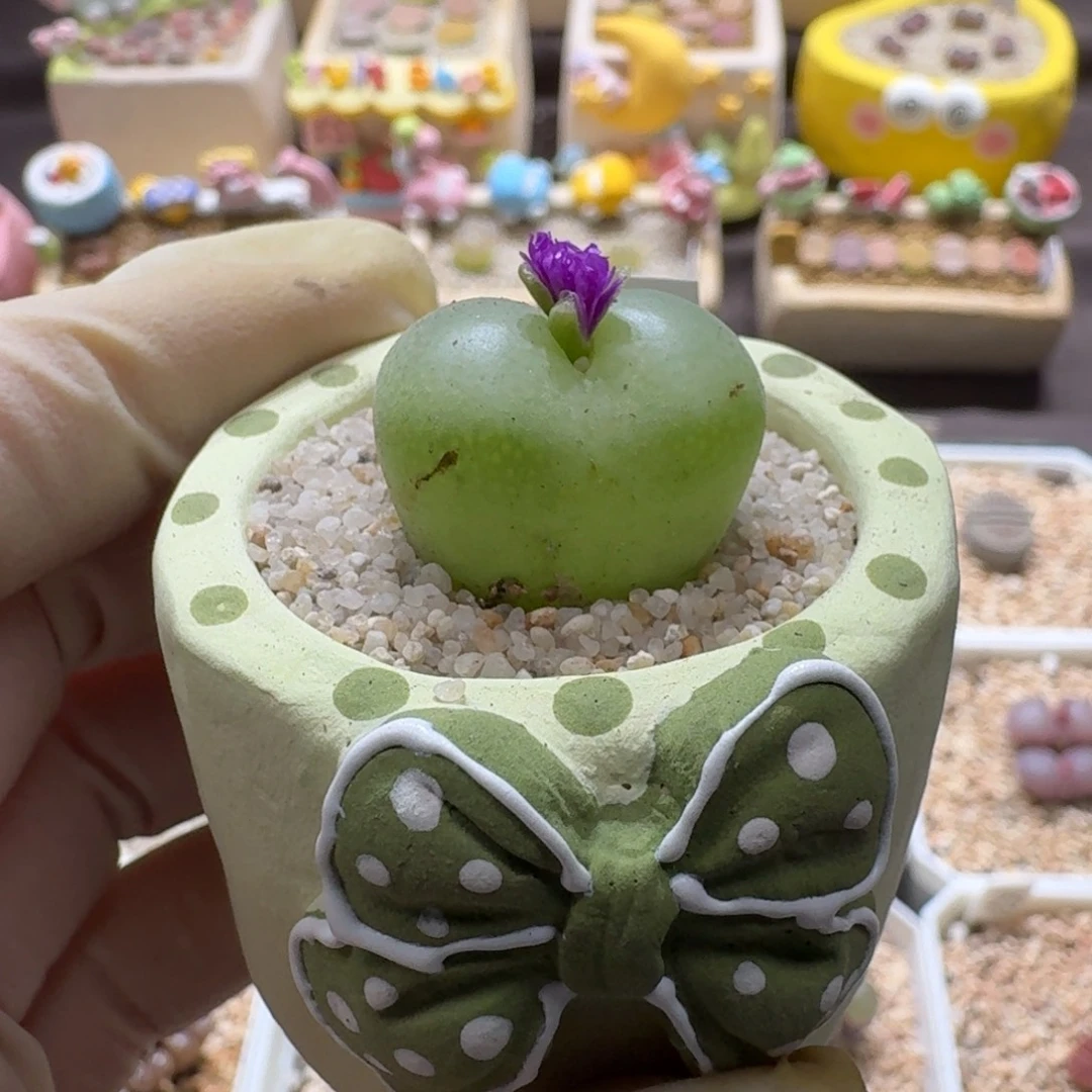 0926-089连盆带花翠光