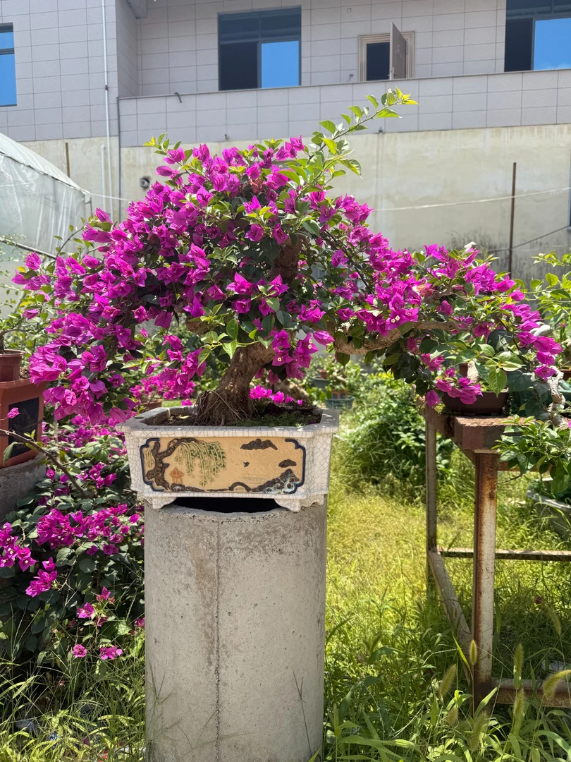 三角梅小叶紫花朵造型观赏直播间