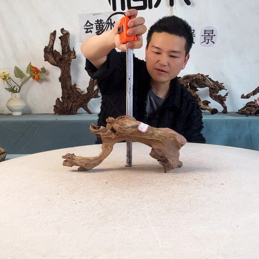 沉木造景爬宠造景