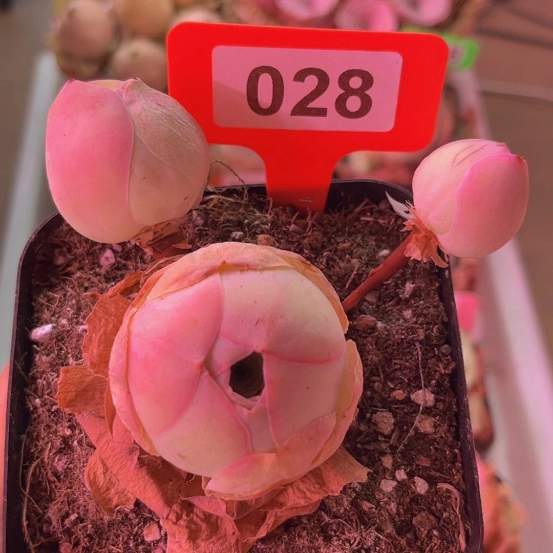 米奇头玫瑰一物一拍028
