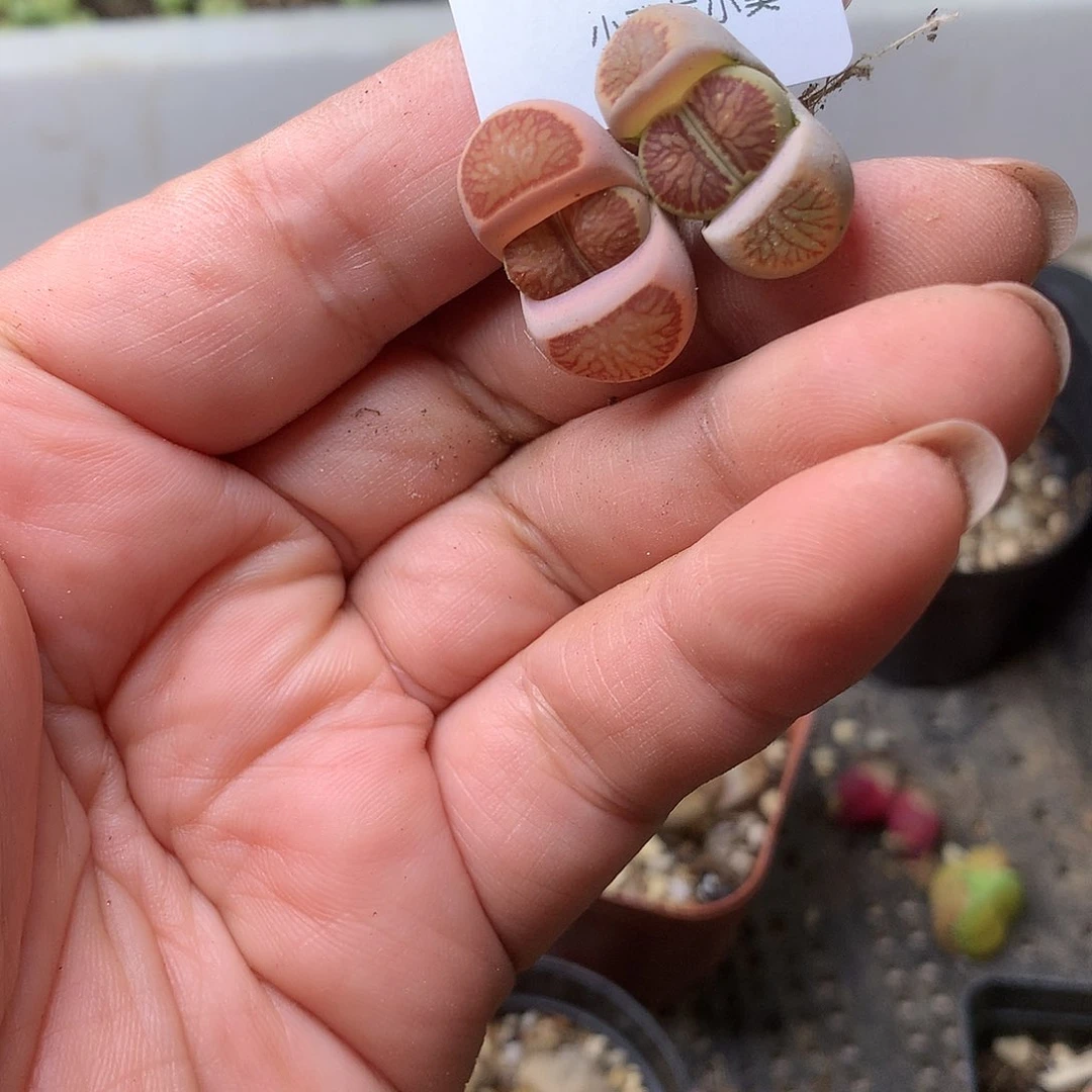 K366多肉植物保护研究所