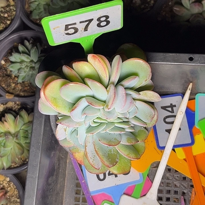 M***）多肉植物布鲁蓝578