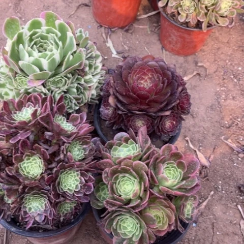 271多肉植物组合的