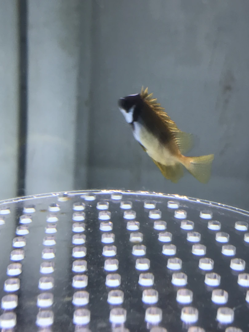 【暴躁誓言专属】黄狐狸 4-5 海水观赏鱼