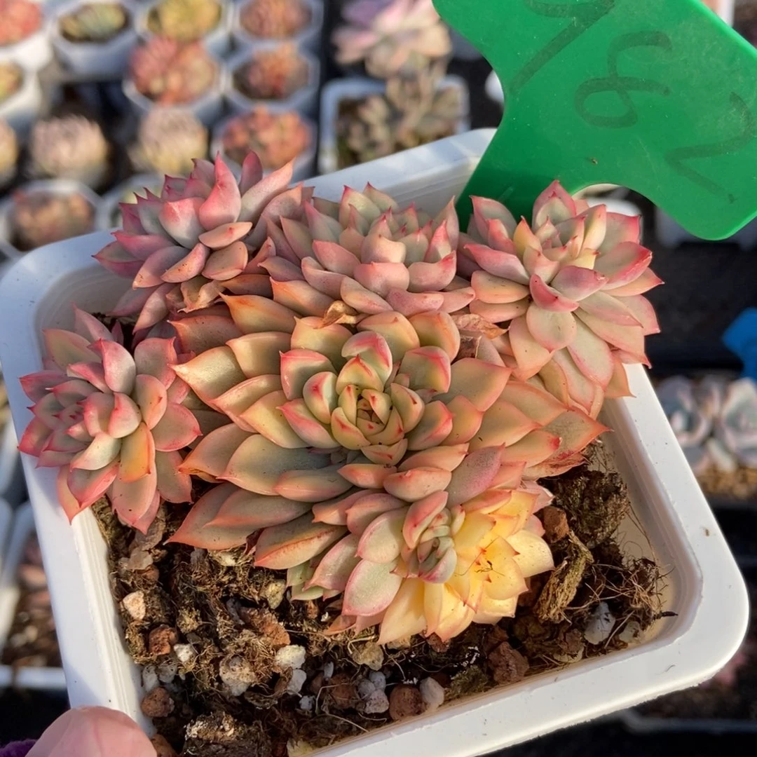 982女褚锦多肉植物