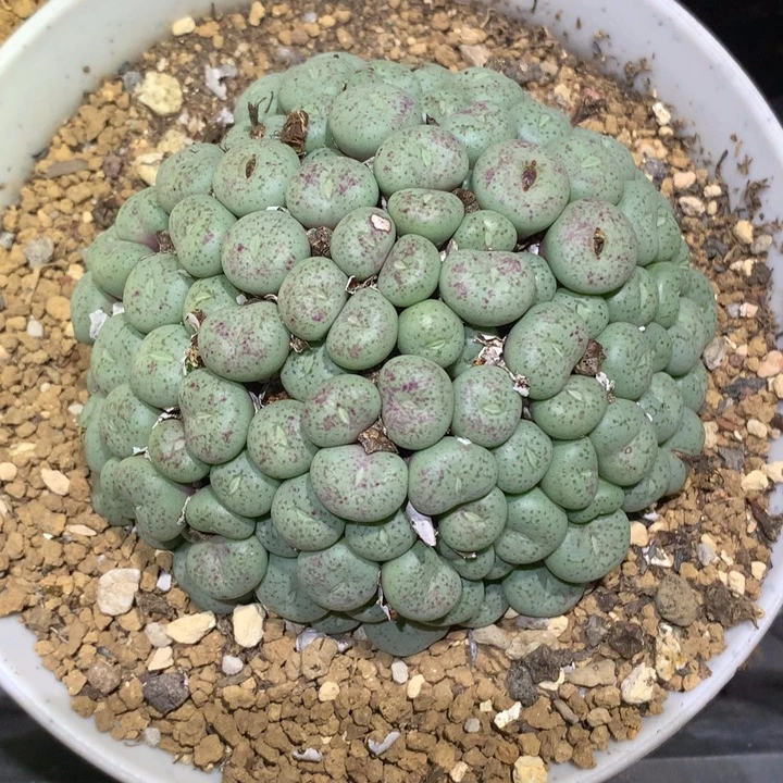 精品多肉植物精品多肉