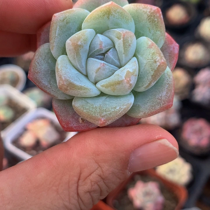 精控冰玉一物一拍