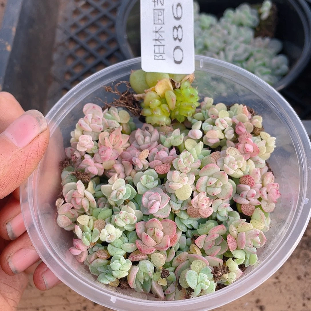 多肉植物多肉植物861