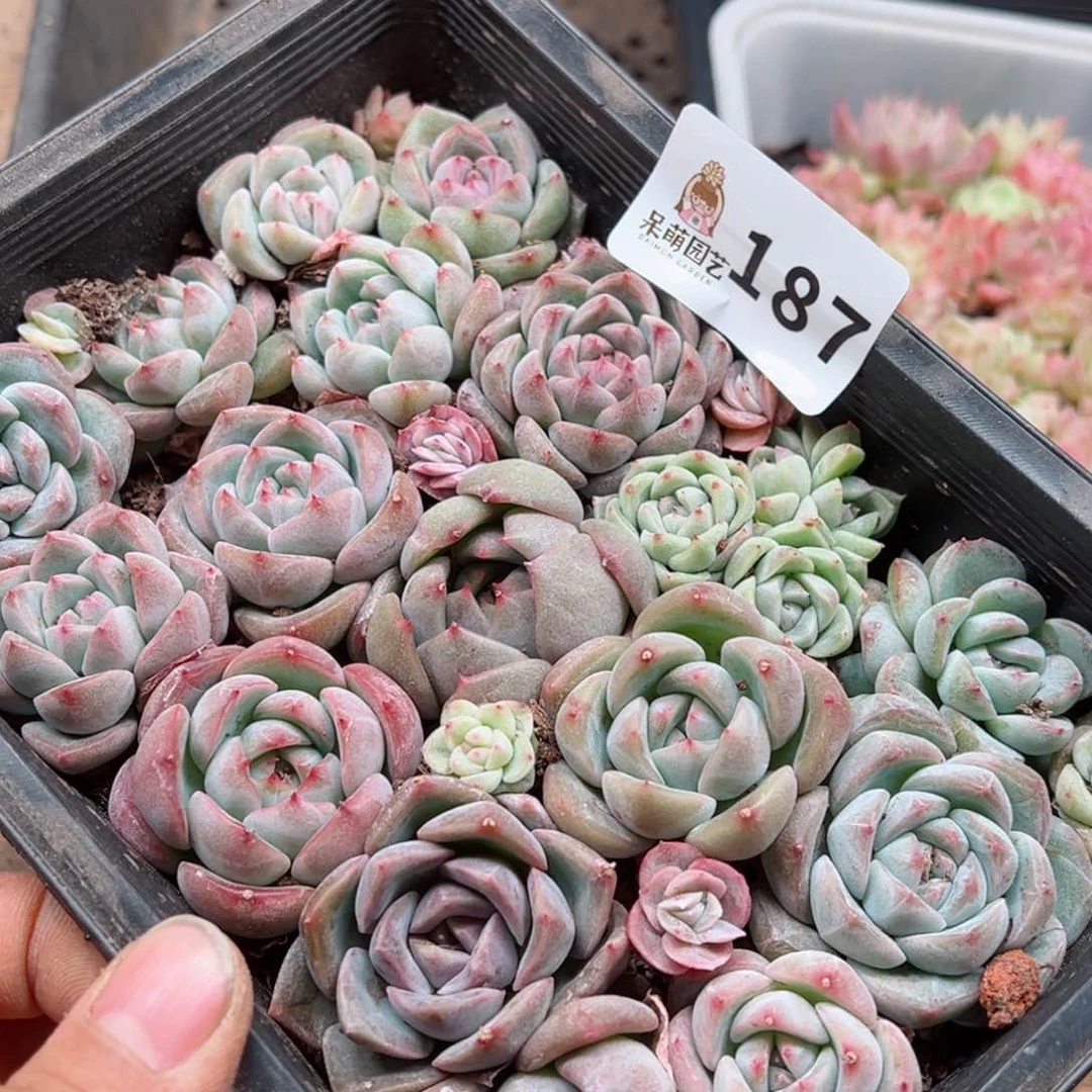 多肉植物多肉植物