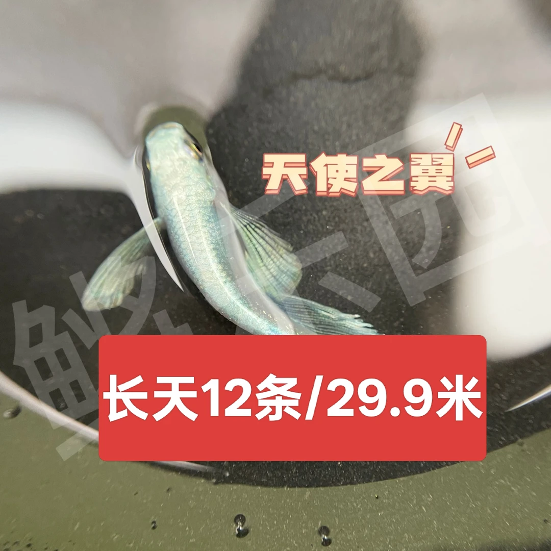 观背青鳉鱼 长鳍天使之翼 冷水小型观赏鱼