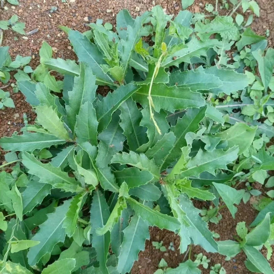 陕西刺金菜新鲜现摘现发