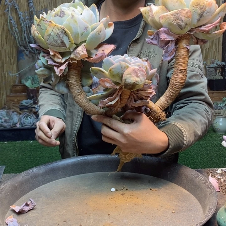 秋***白172号白凤多肉植物