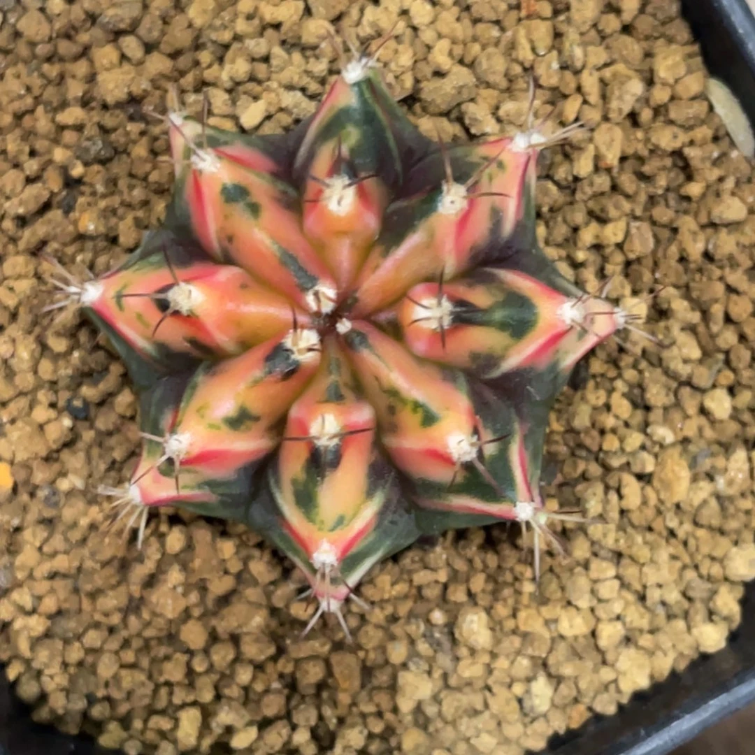 当前无花朵，栽培后可花朵橘黄虎斑