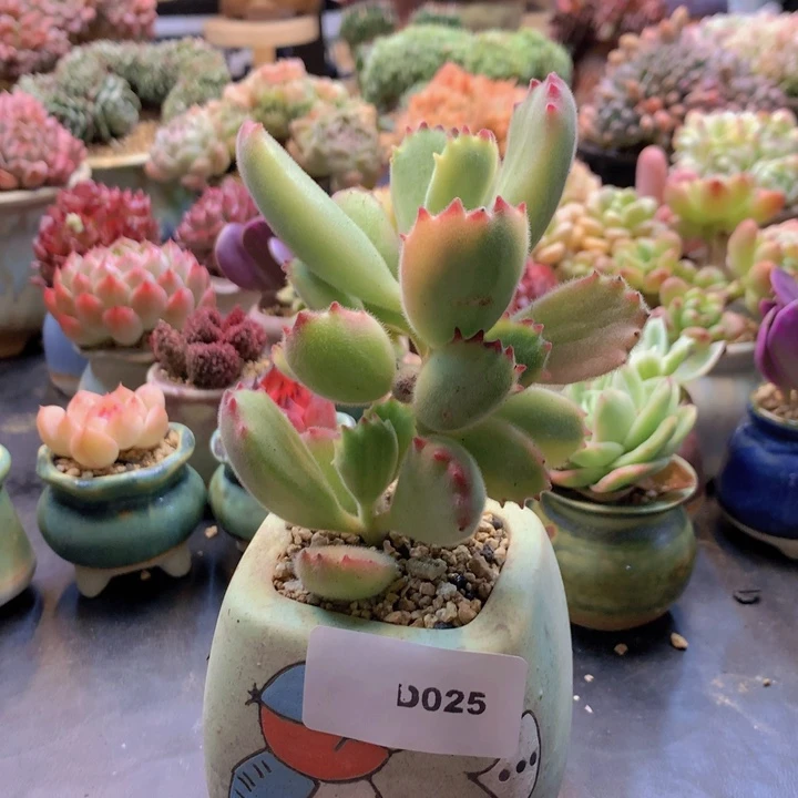 油***爱一物一拍含盆土满38包邮D025