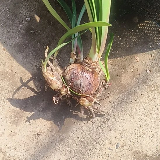 用***1完全开放卡布鲁斯坨坨微残两颗