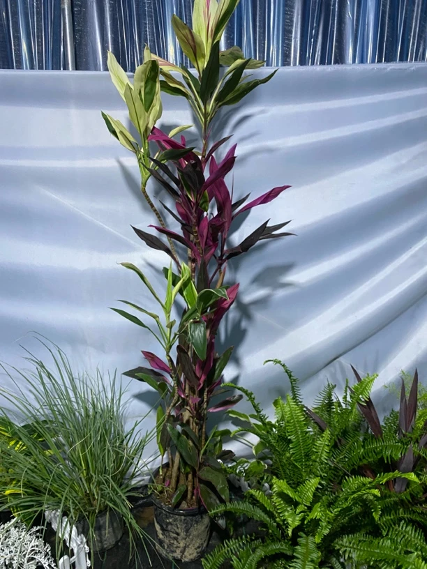 朱蕉双色绿植室内落地式盆栽美观吸甲醛适合客厅办公室