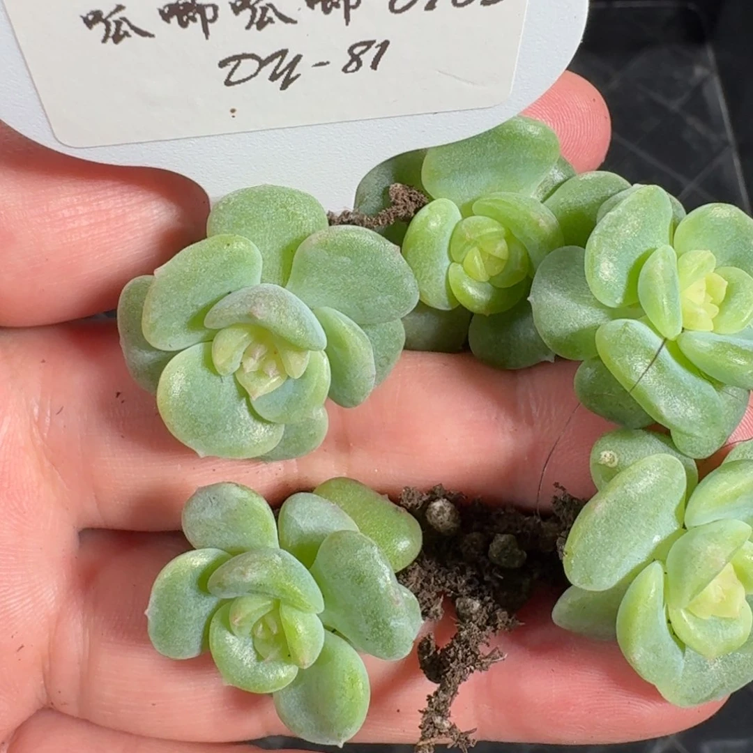 0705-71-新品珍妮一颗量拍