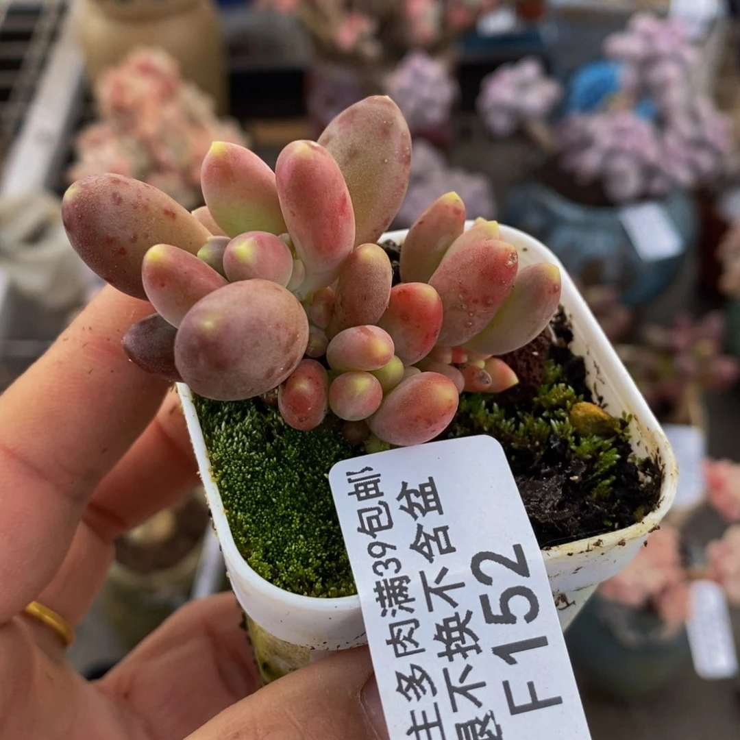 芒果奶152/4vm多肉