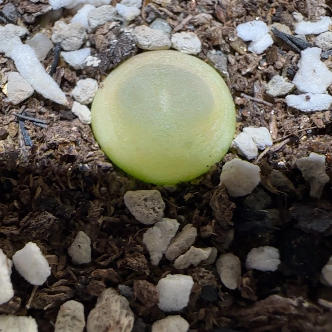 肉锥多肉植物百科-日式拉登651