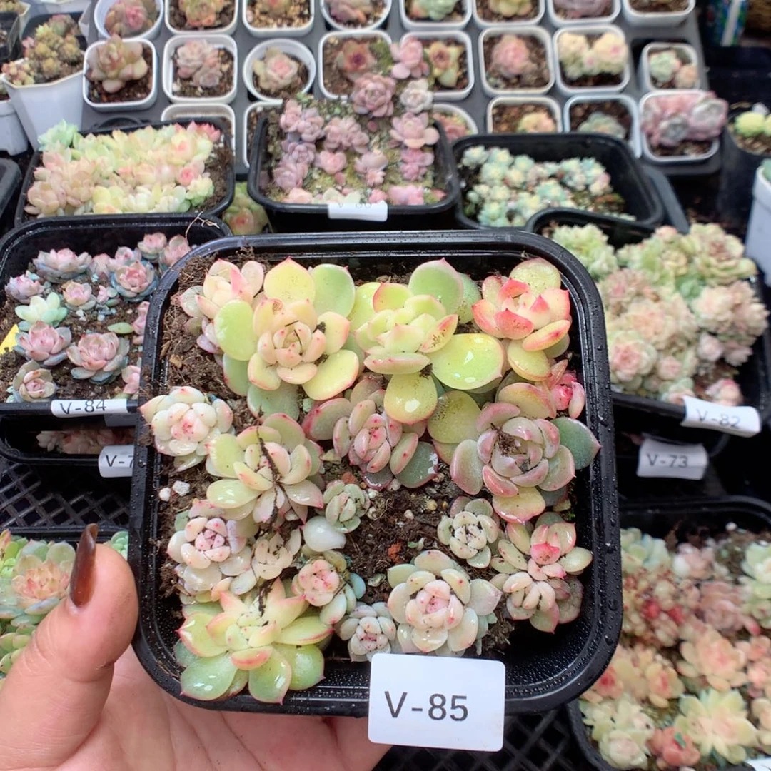 无花朵V85月英语英语