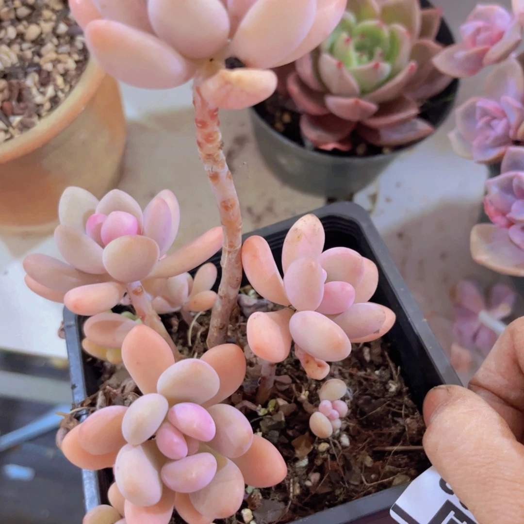 美人杂30182多肉植物