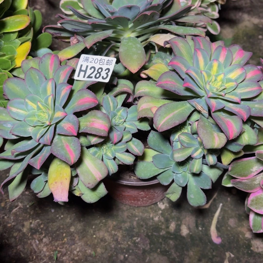 283多肉植物捧花的