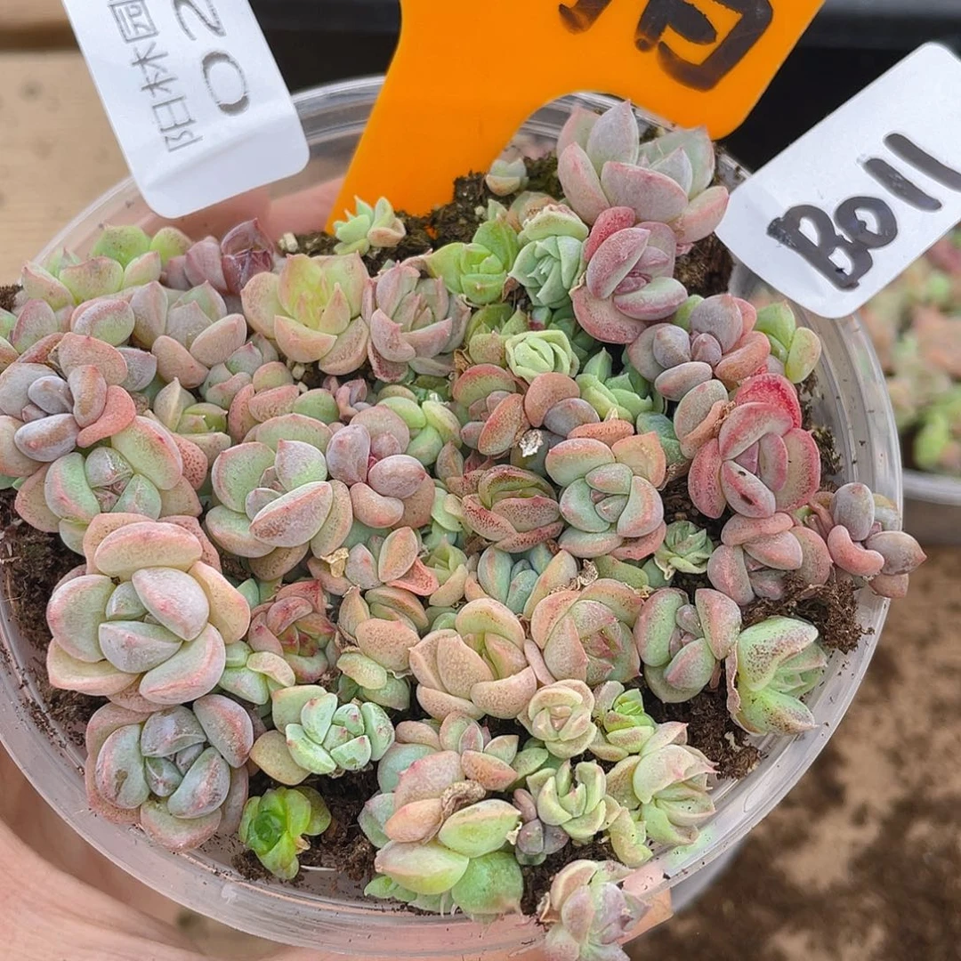 量拍多肉植物多肉植物28