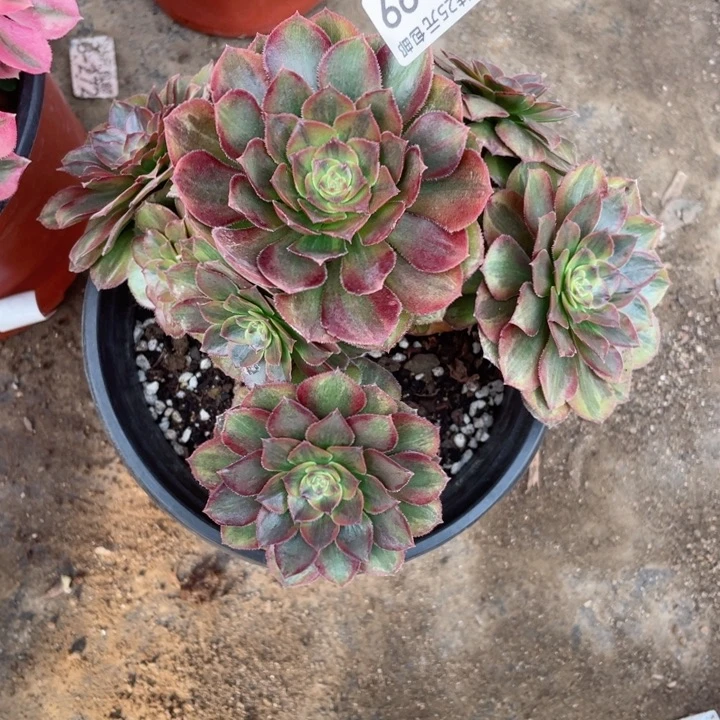 我***～199火狐多肉1，啊12345688