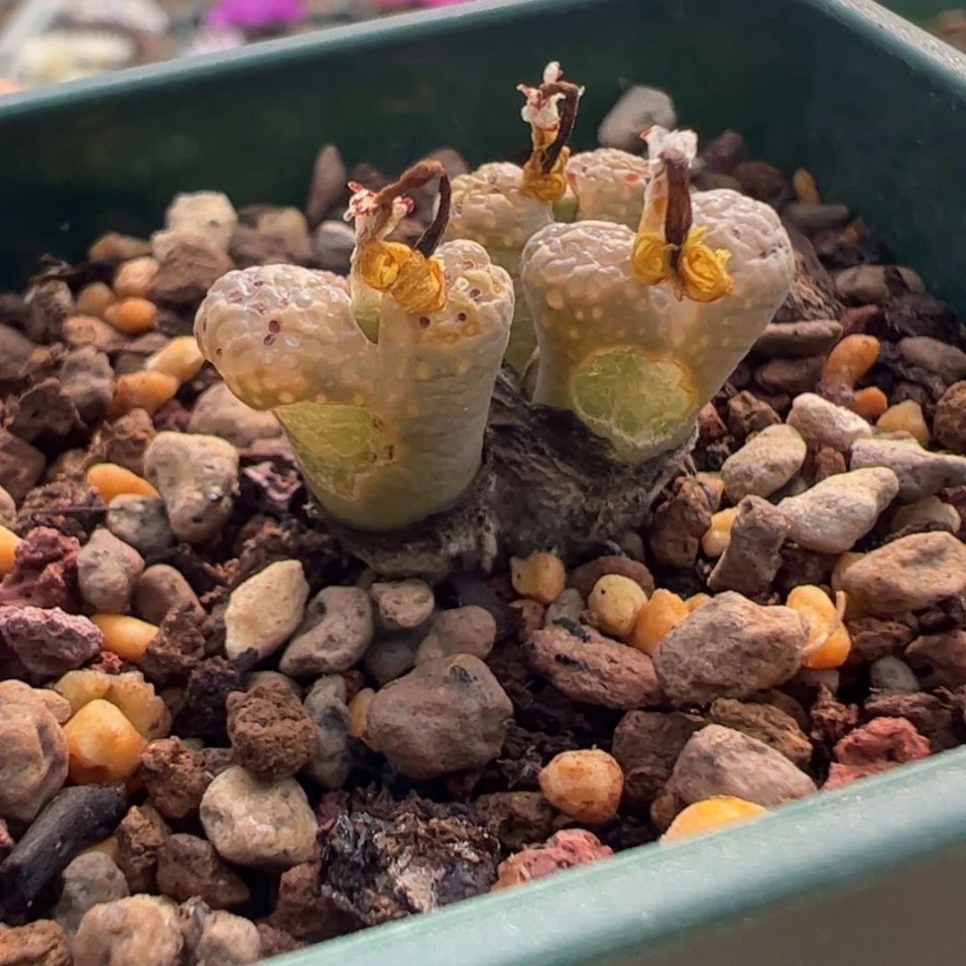 491 好看的多肉冲冲冲