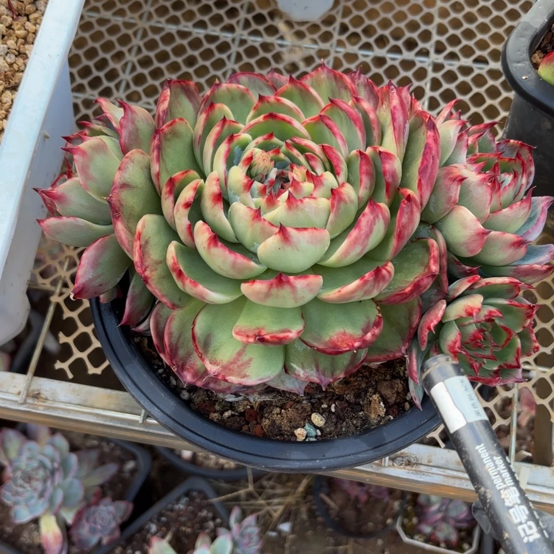 燕***就哈哈哈哈宝贝宝贝宝贝