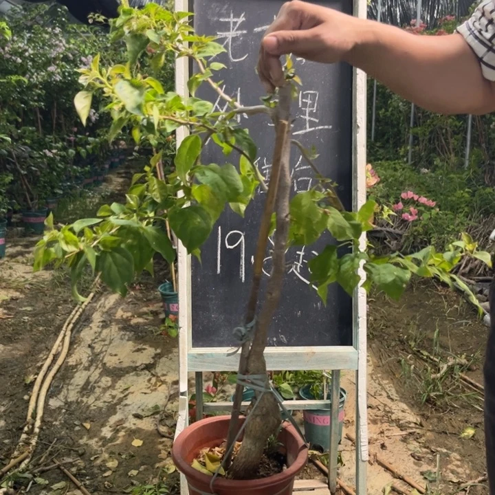 无花朵三角梅三角梅1246