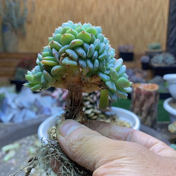 手***456 号白胖子多肉植物