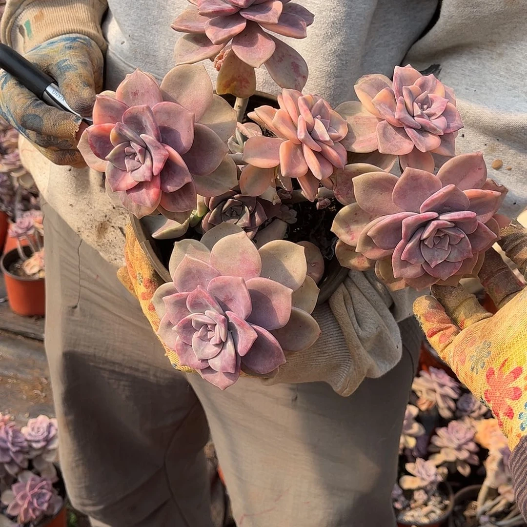 Y****y多肉植物紫乐景Z68