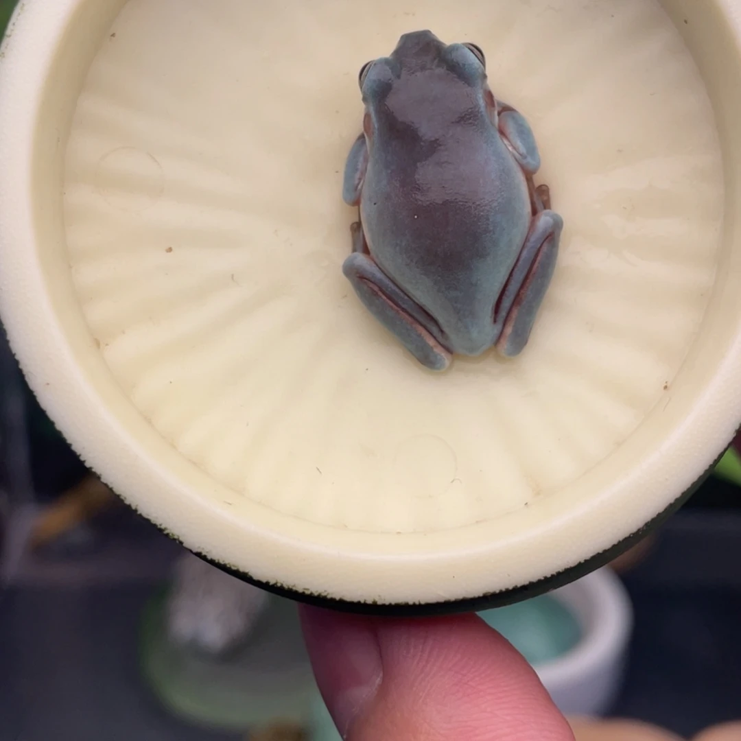 老爷树蛙4号紫蓝素皮，变异后代