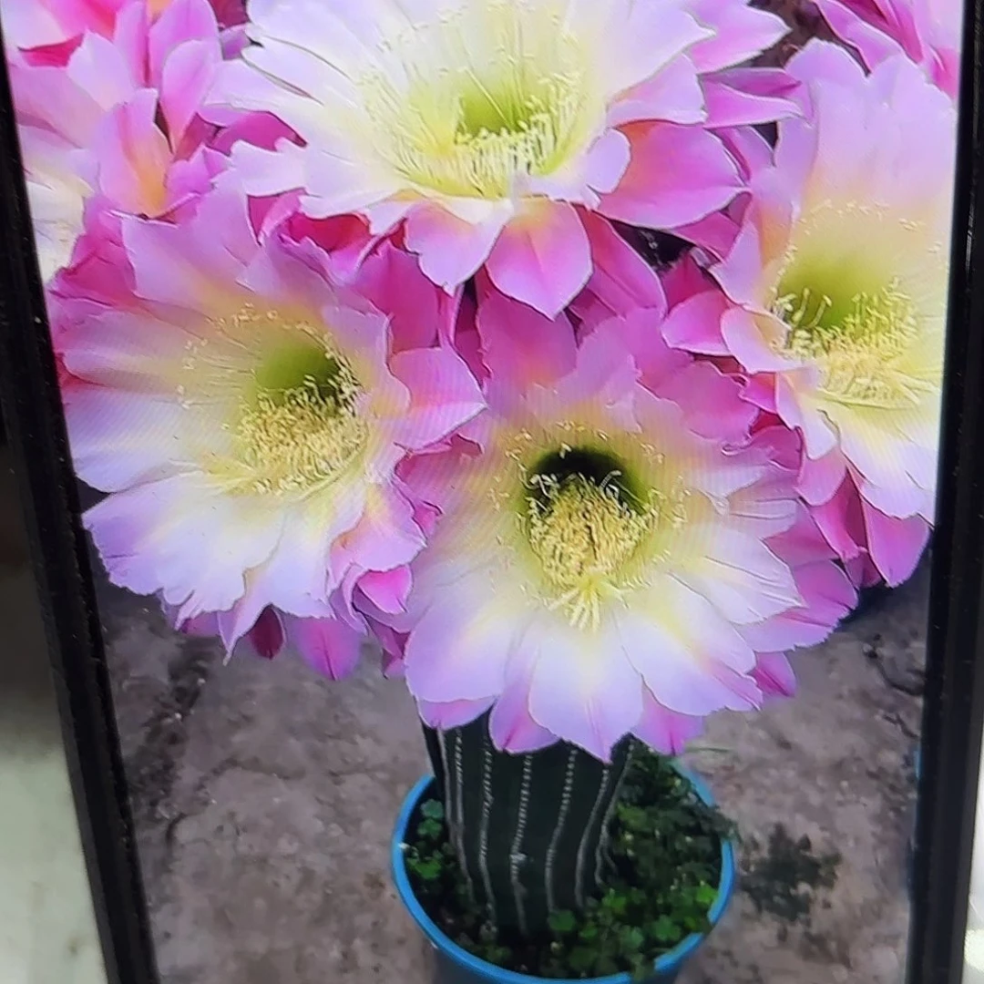 河岸毛侧牙20包邮仙人球42