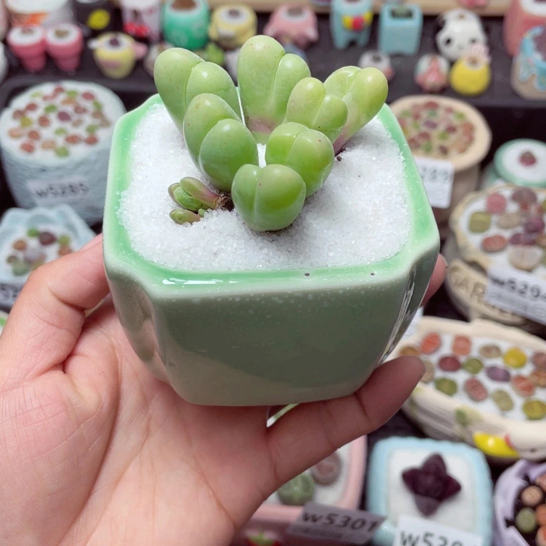 w5309 带盆土发货-零下地区拍保温箱