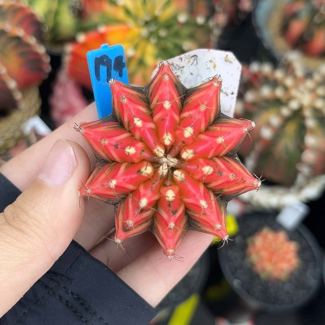 泰系实生米哈锦 194