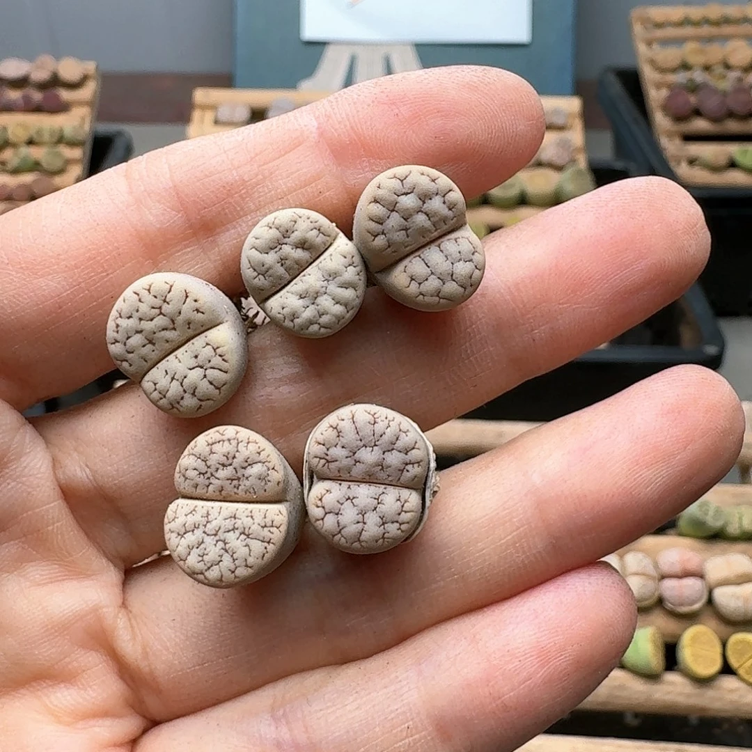 清框特价秒23180C189