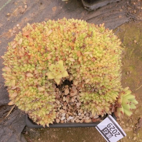 虎鲸多肉植物2029